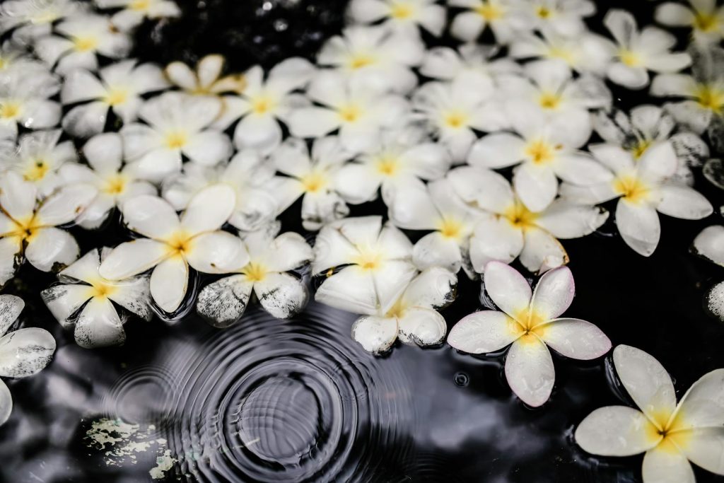 This is How the Authorities Confirmed the Sampaguita Girl in Viral Video is an Intelligent Student 7 Serene white flowers floating on rippling water create a tranquil scene.