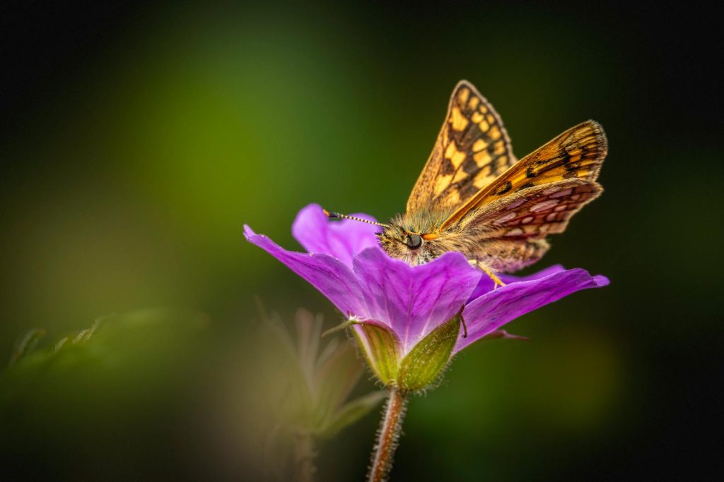 Macro shot of a Chequered Skipper butterfly on a vibrant purple flower, showcasing nature's beauty.